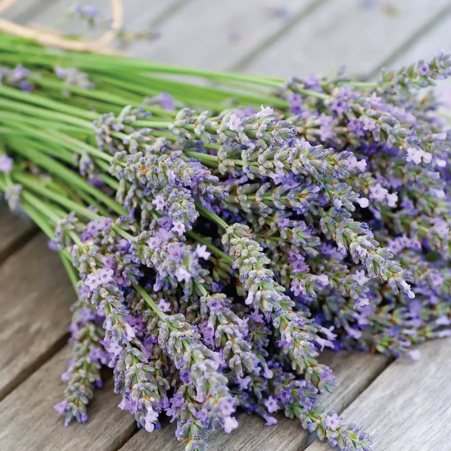 Lavender Scented Soy Dough Bowl - Lavender Scented Candle