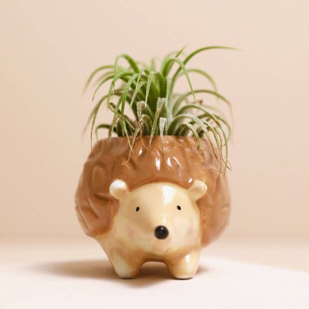 Tiny Hedgehog Airplant Holder