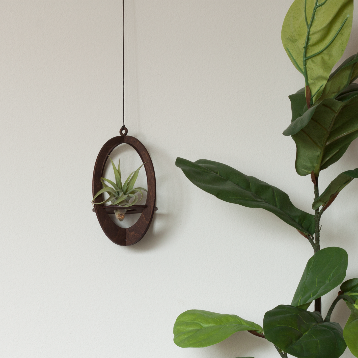 Air Plant Hanger Oval Walnut