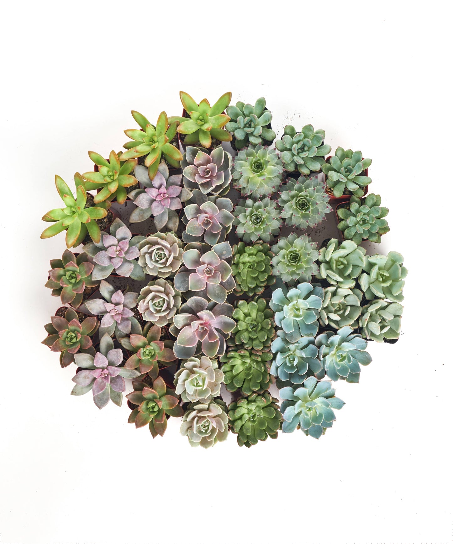 Succulent Plants 2" Grow Pots