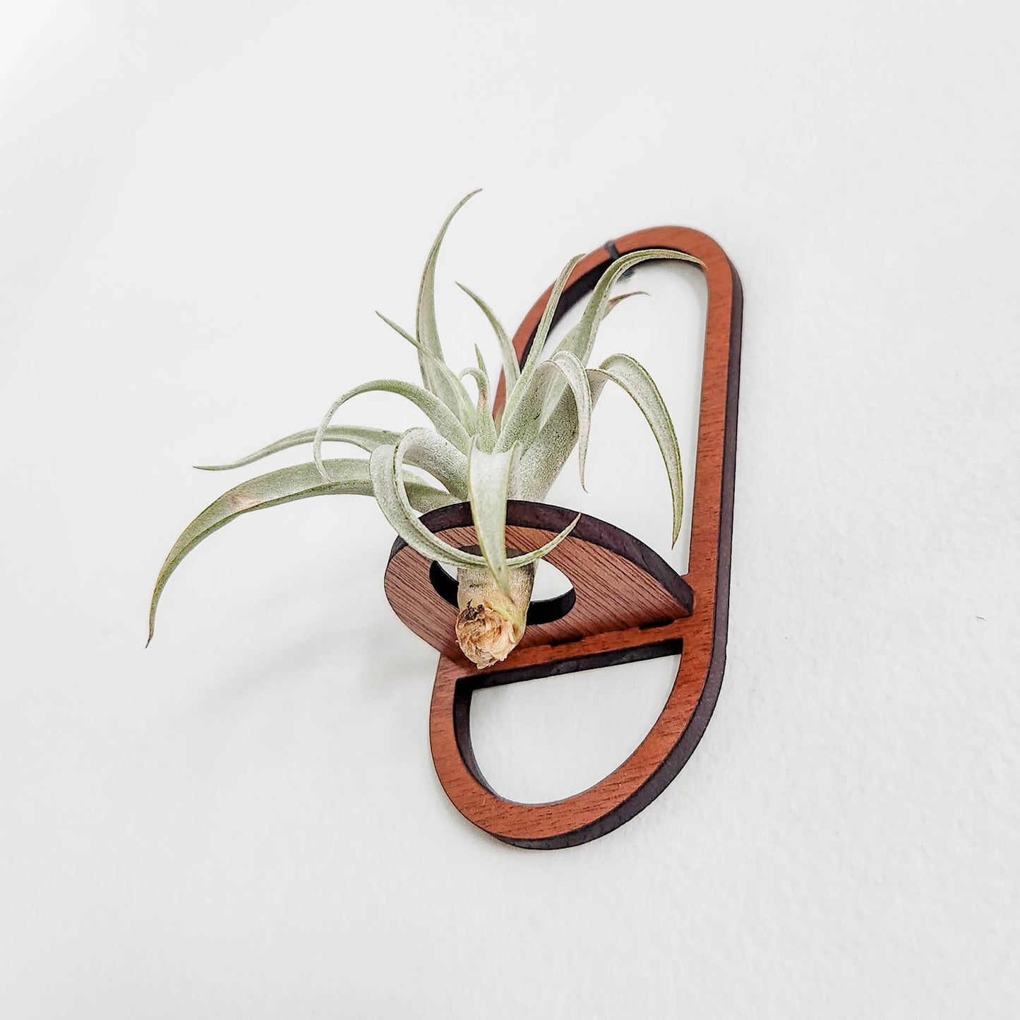 Air Plant Holder Display, Wall Hanging, Wooden Oval Design