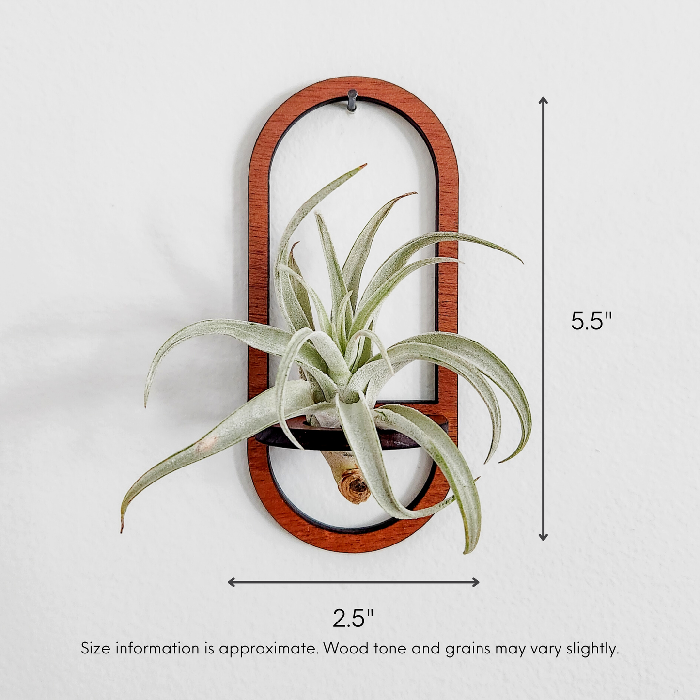 Air Plant Holder Display, Wall Hanging, Wooden Oval Design