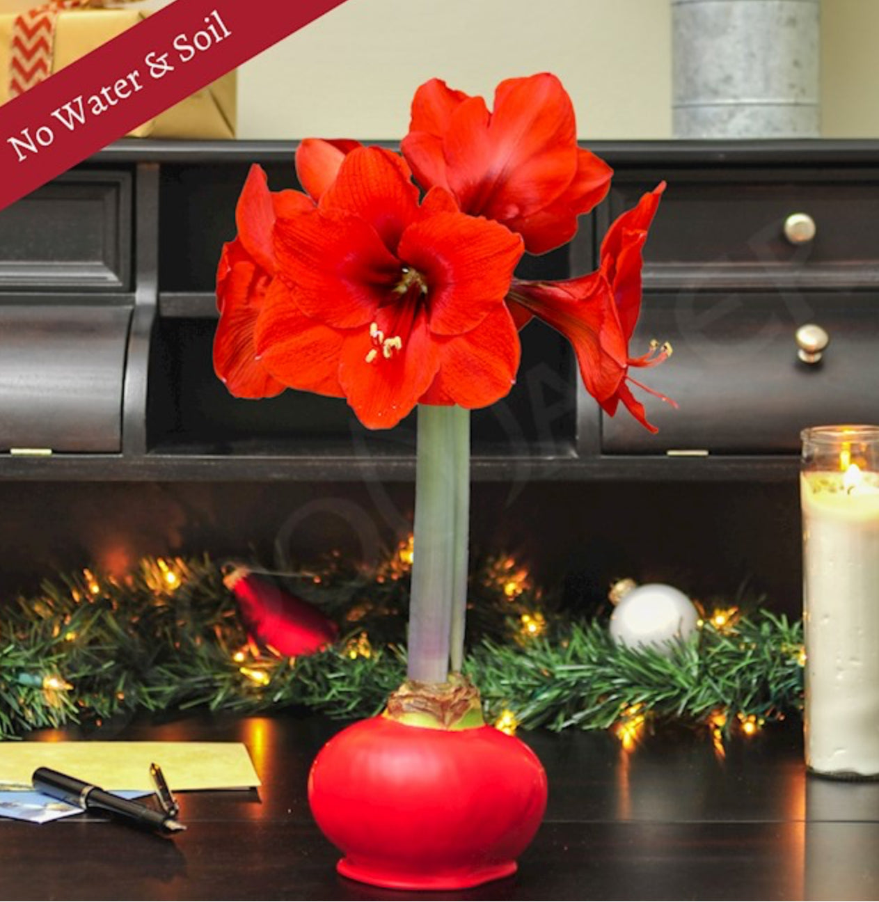 Waxed Christmas Amaryllis Bulbs