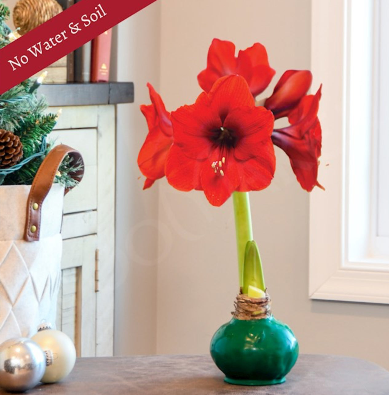 Waxed Christmas Amaryllis Bulbs