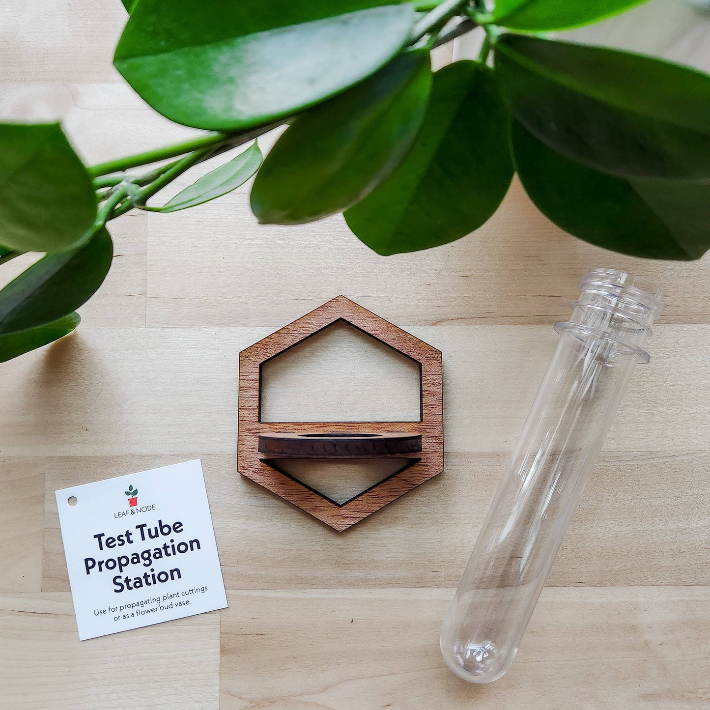 Wall Hanging Propagation Station - Wooden Hexagon Outline