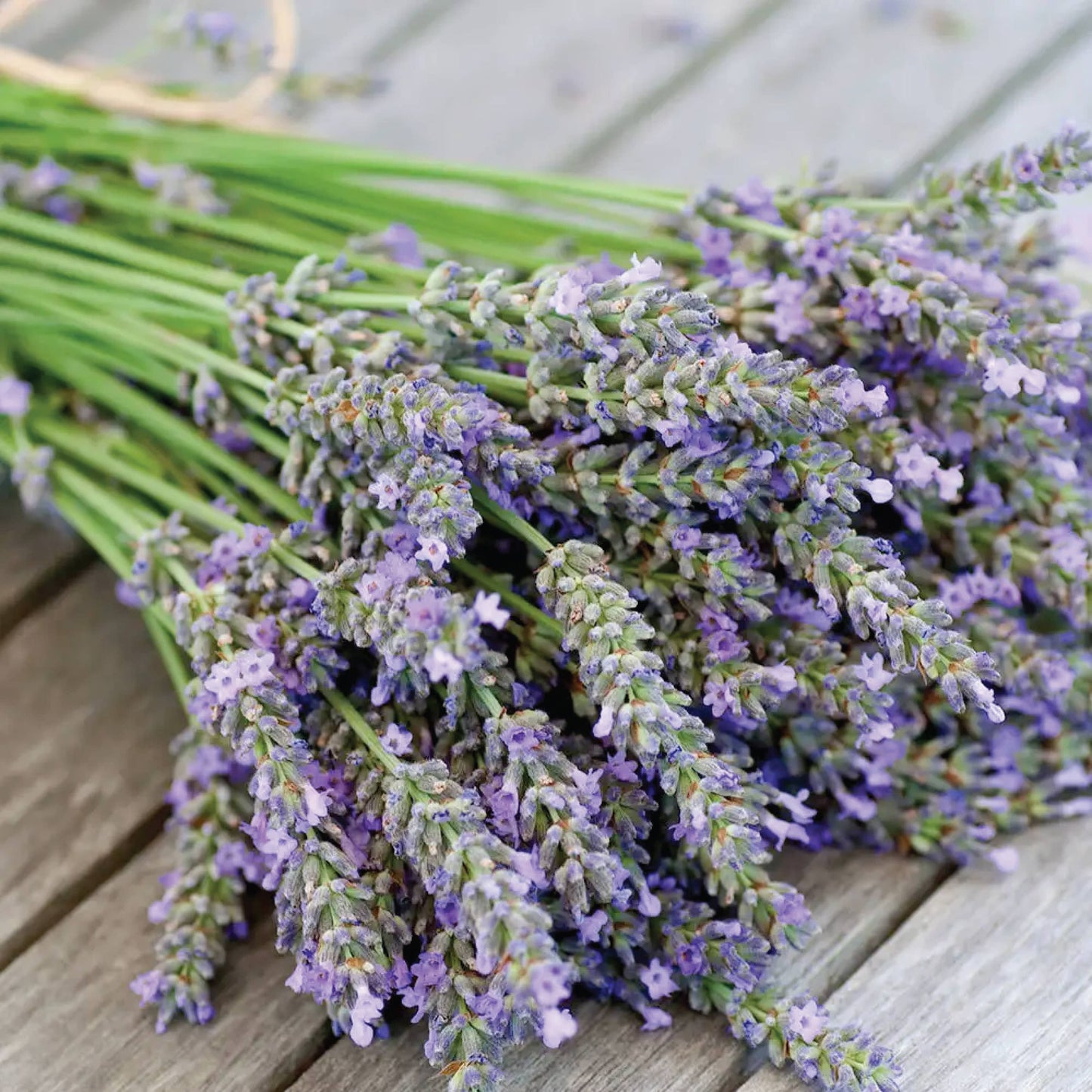 Lavender Scented Soy Dough Bowl  - Lavender Scented Candle