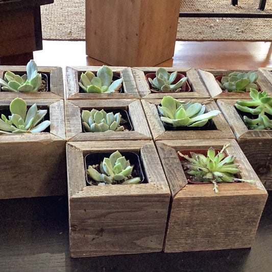 Succulent in Reclaimed Box