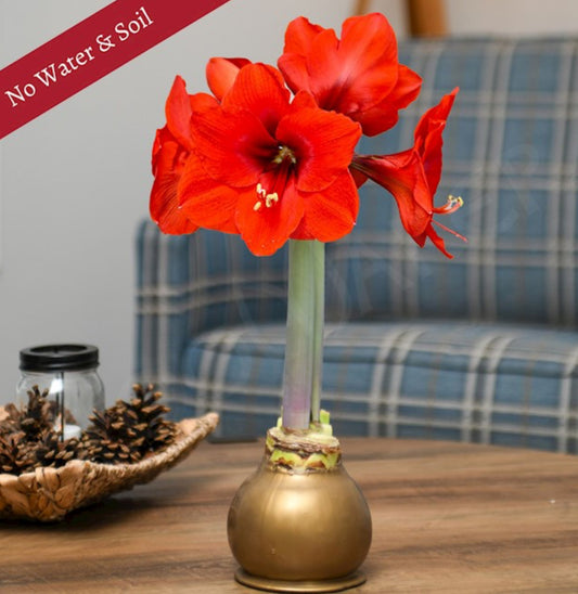 Waxed Christmas Amaryllis Bulbs