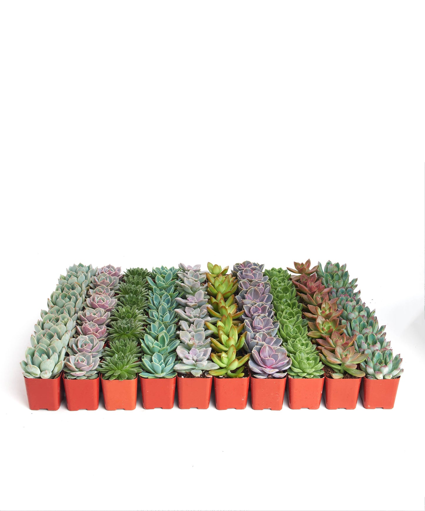 Succulent Plants 2" Grow Pots