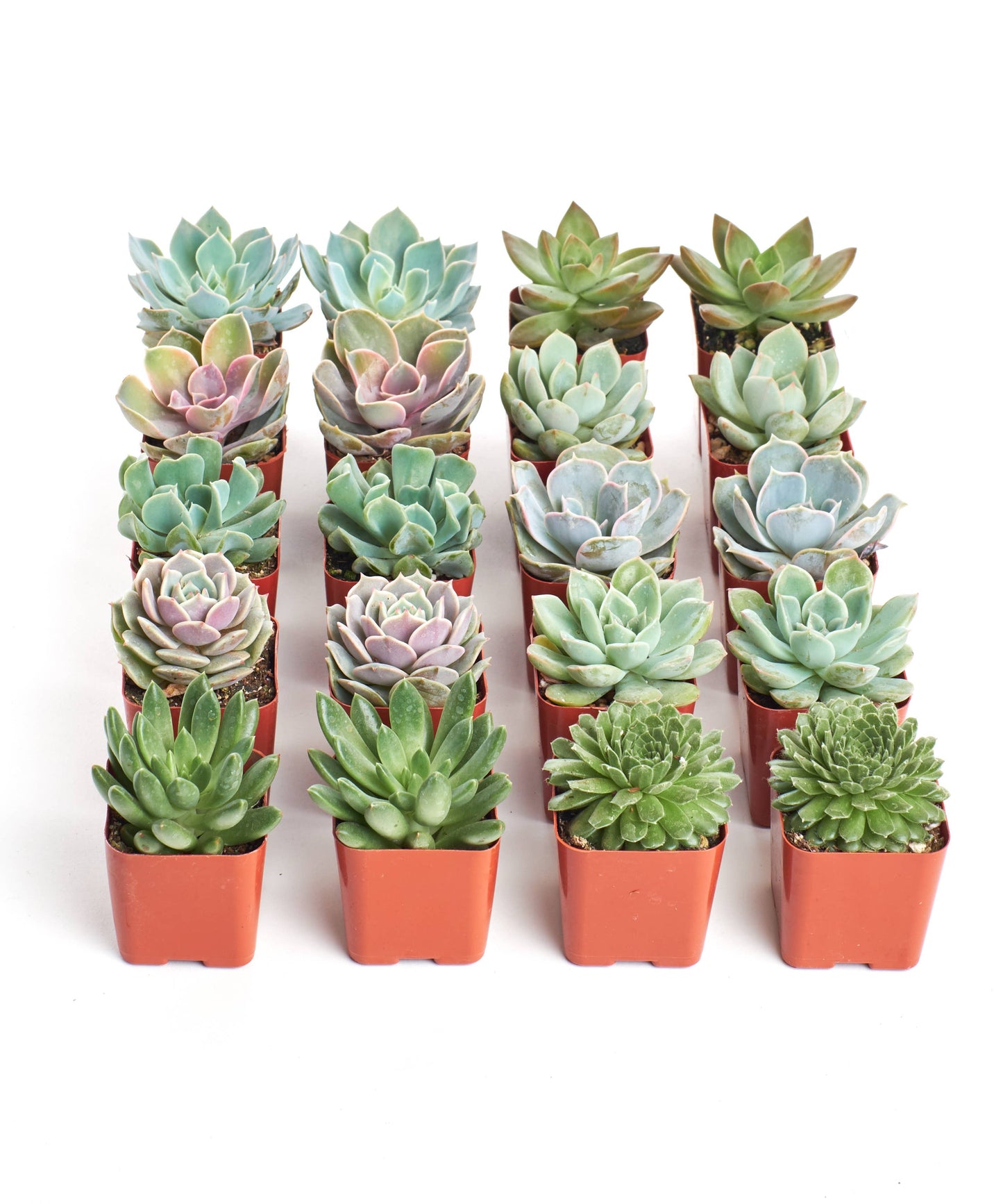 Succulent Plants 2" Grow Pots