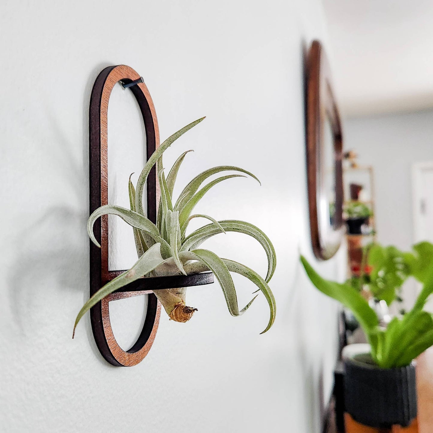 Air Plant Holder Display, Wall Hanging, Wooden Oval Design