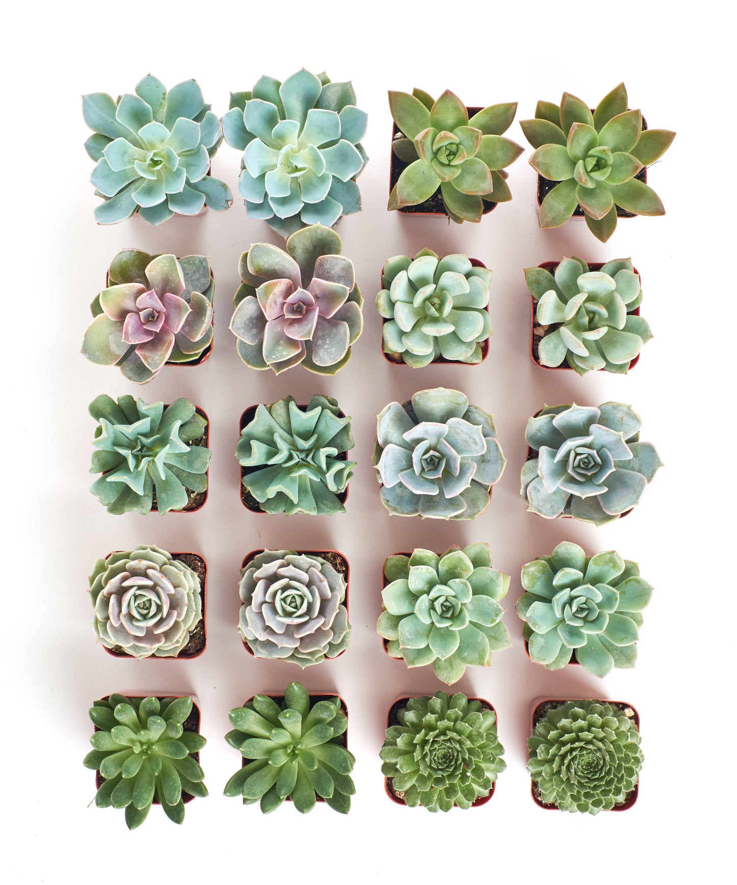 Succulent Plants 2" Grow Pots