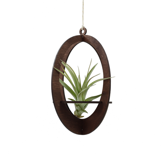 Air Plant Hanger Oval Walnut