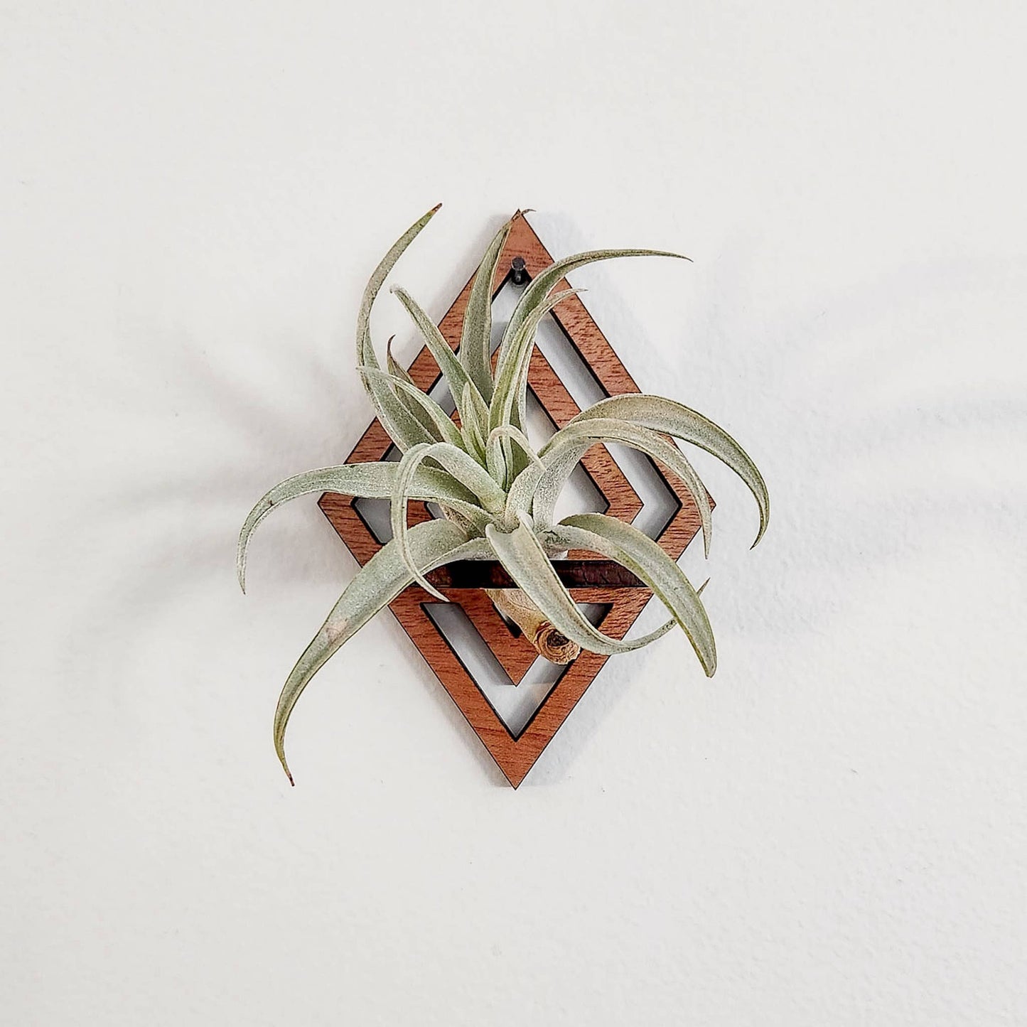 Air Plant Holder Display, Wall Hanging, Wood Diamond Design