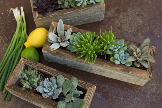 Reclaimed Wood Succulent Planter - Medium Trough