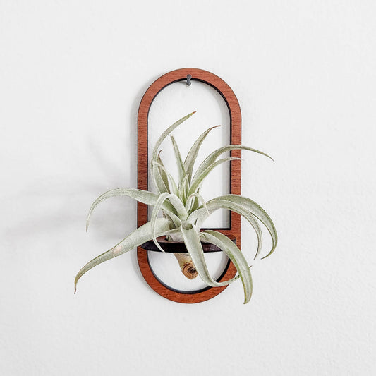 Air Plant Holder Display, Wall Hanging, Wooden Oval Design